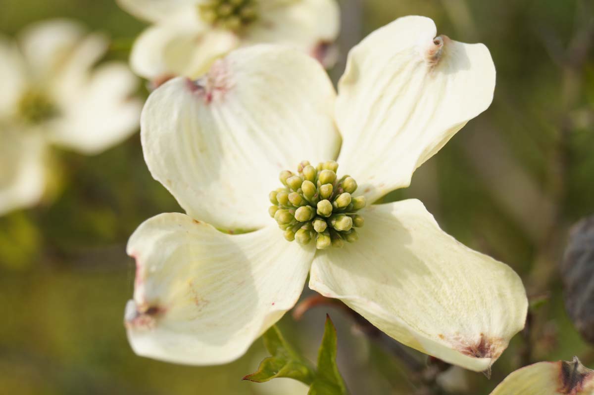 Cornus florida 'Cloud Nine' solitair