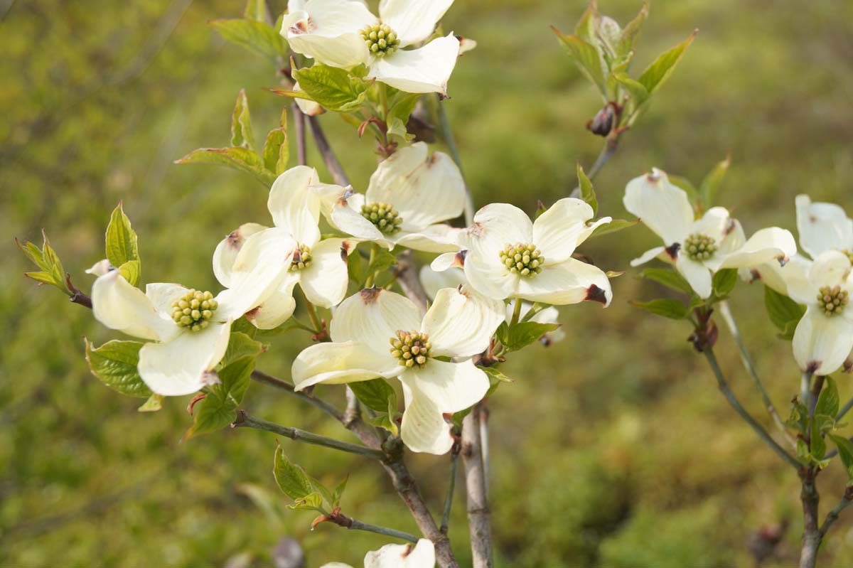 Cornus florida 'Cloud Nine' solitair