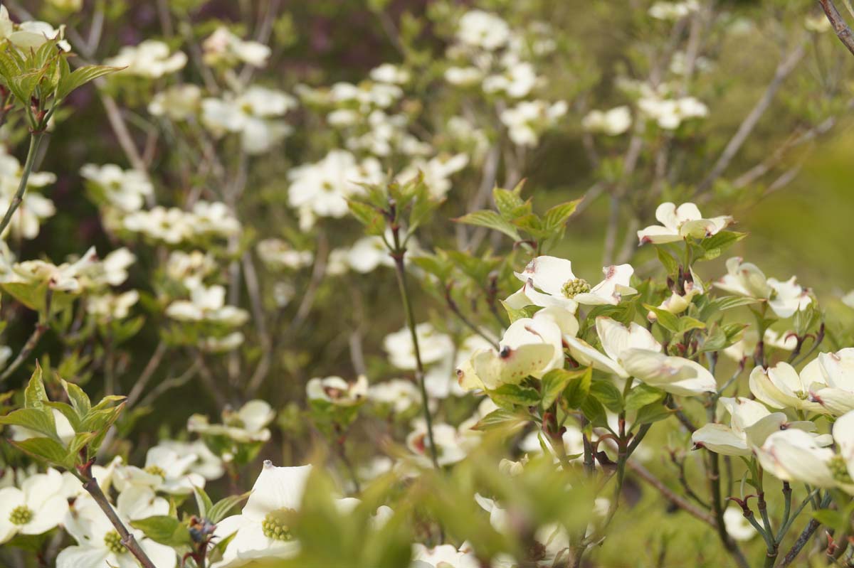 Cornus florida 'Cloud Nine' solitair