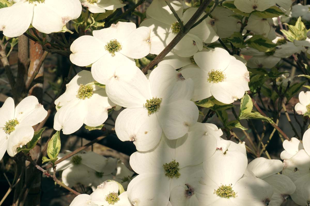 Cornus florida 'Daybreak' op stam