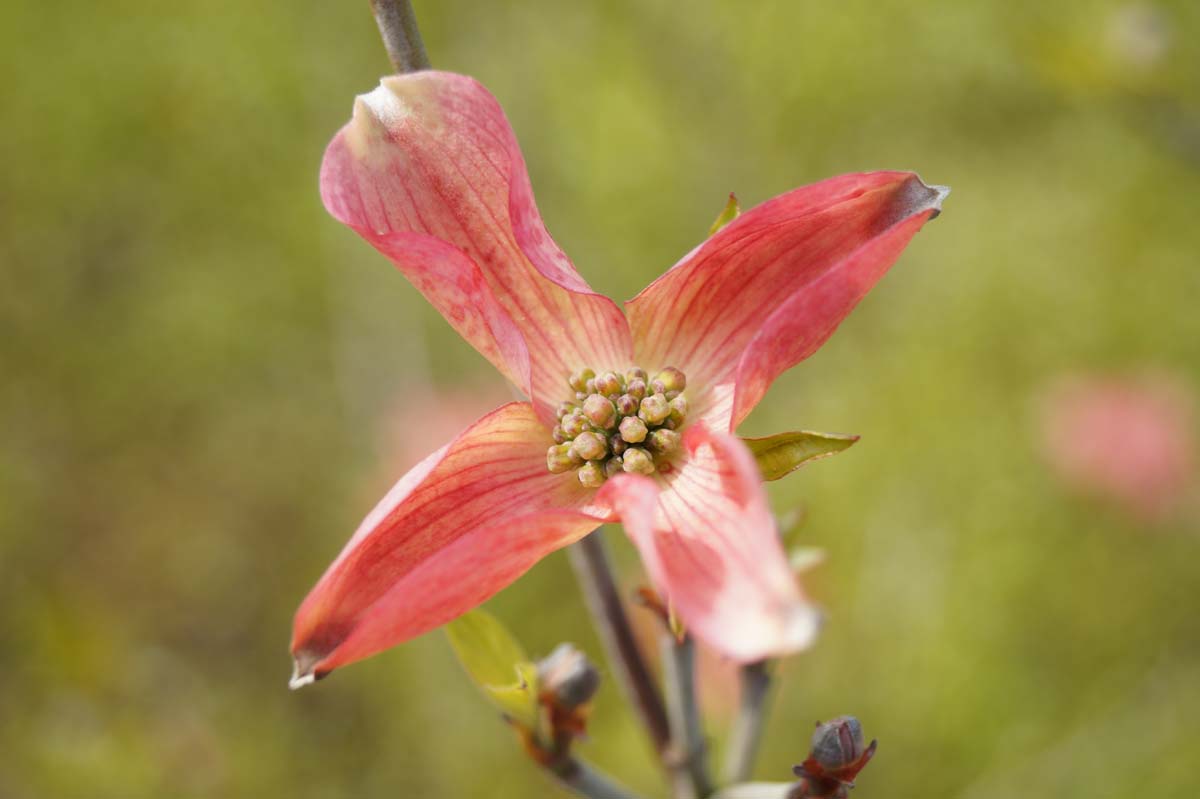 Cornus florida 'Purple Glory'