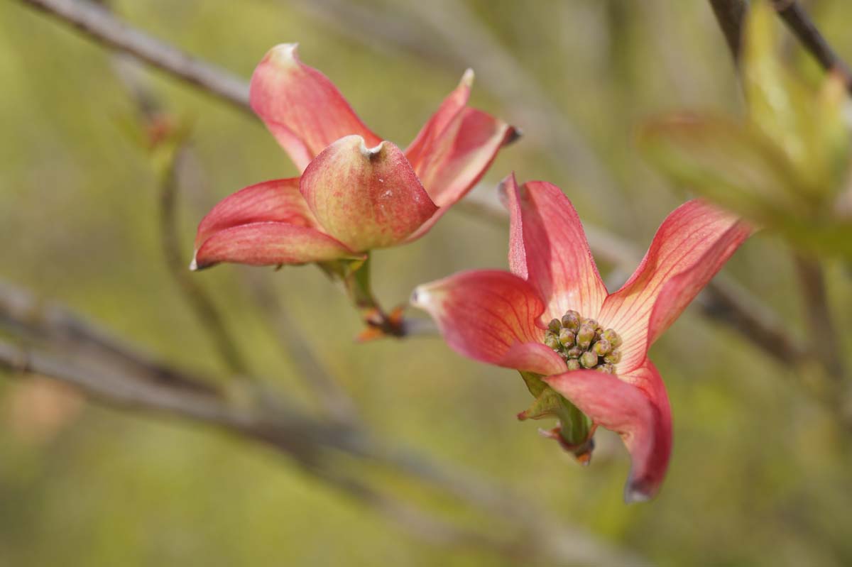 Cornus florida 'Purple Glory'