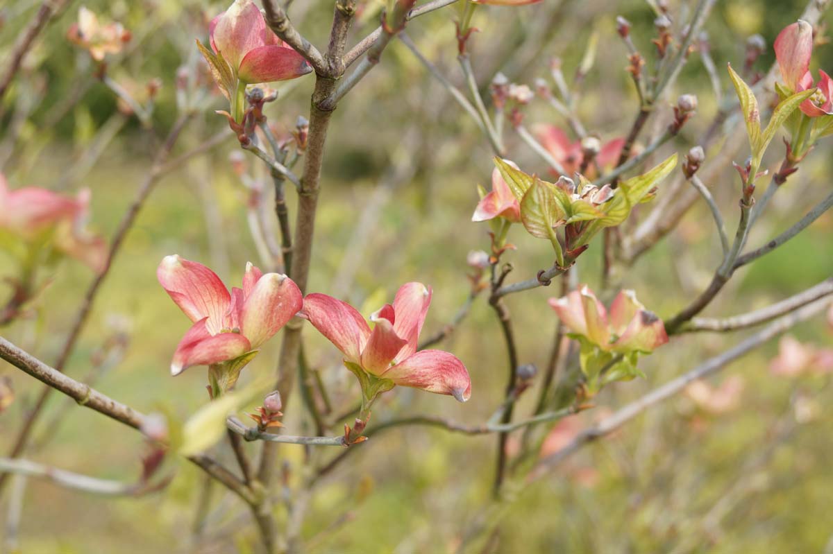 Cornus florida 'Purple Glory'