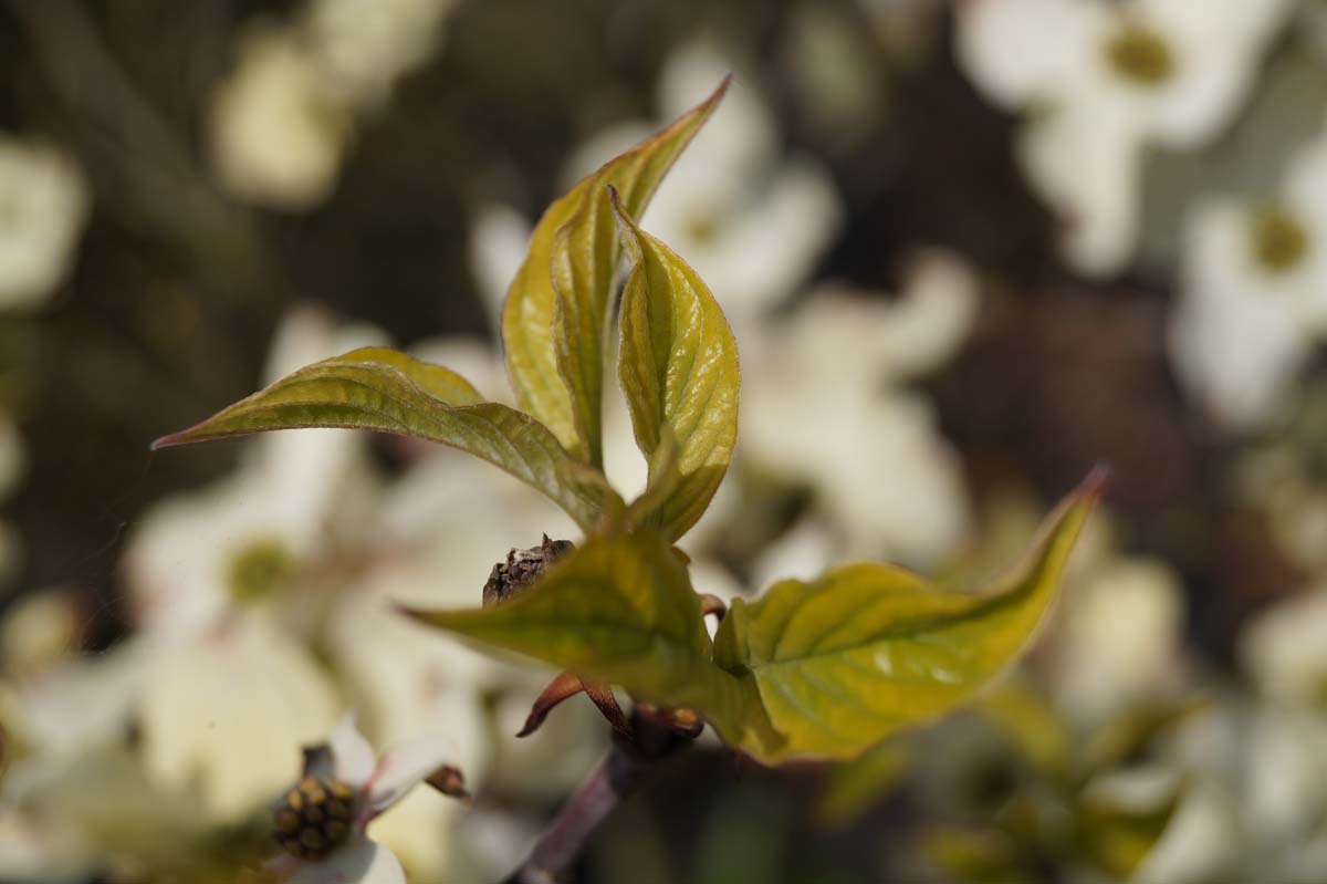 Cornus florida 'Rainbow' meerstammig / struik