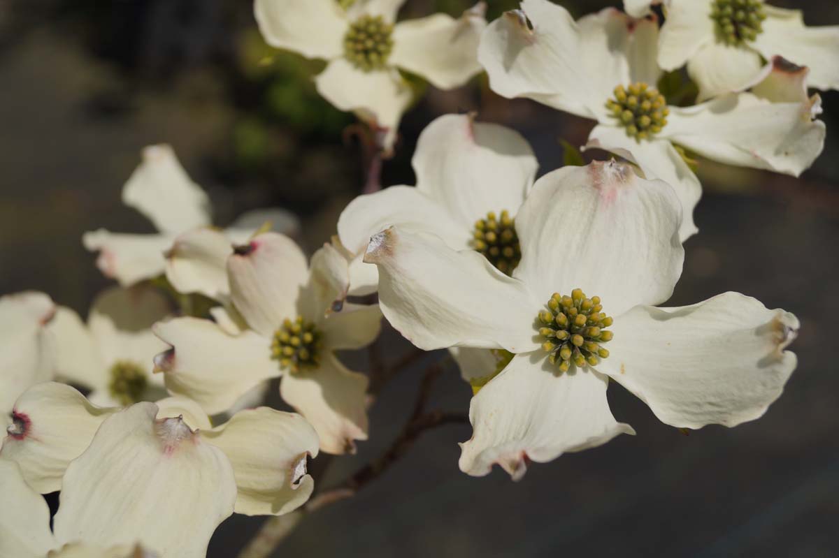 Cornus florida 'Rainbow' meerstammig / struik