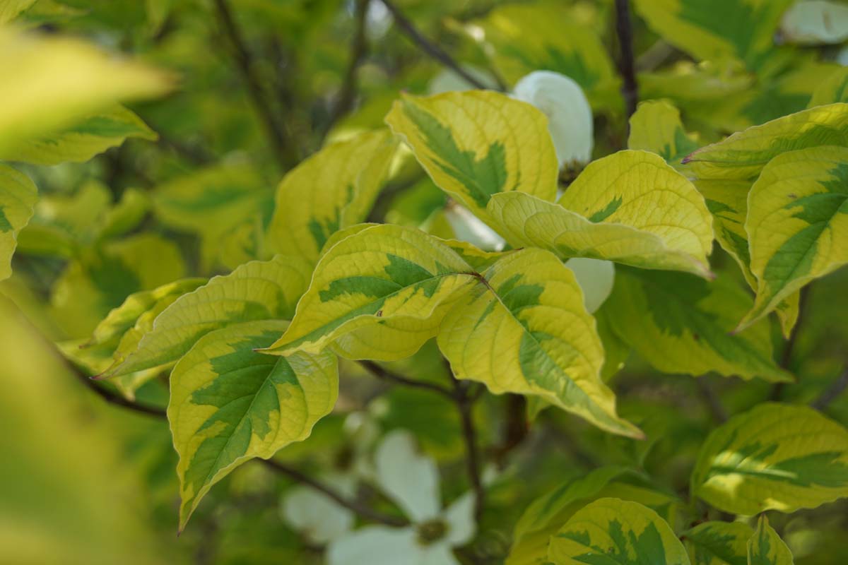 Cornus florida 'Sunset' Tuinplanten