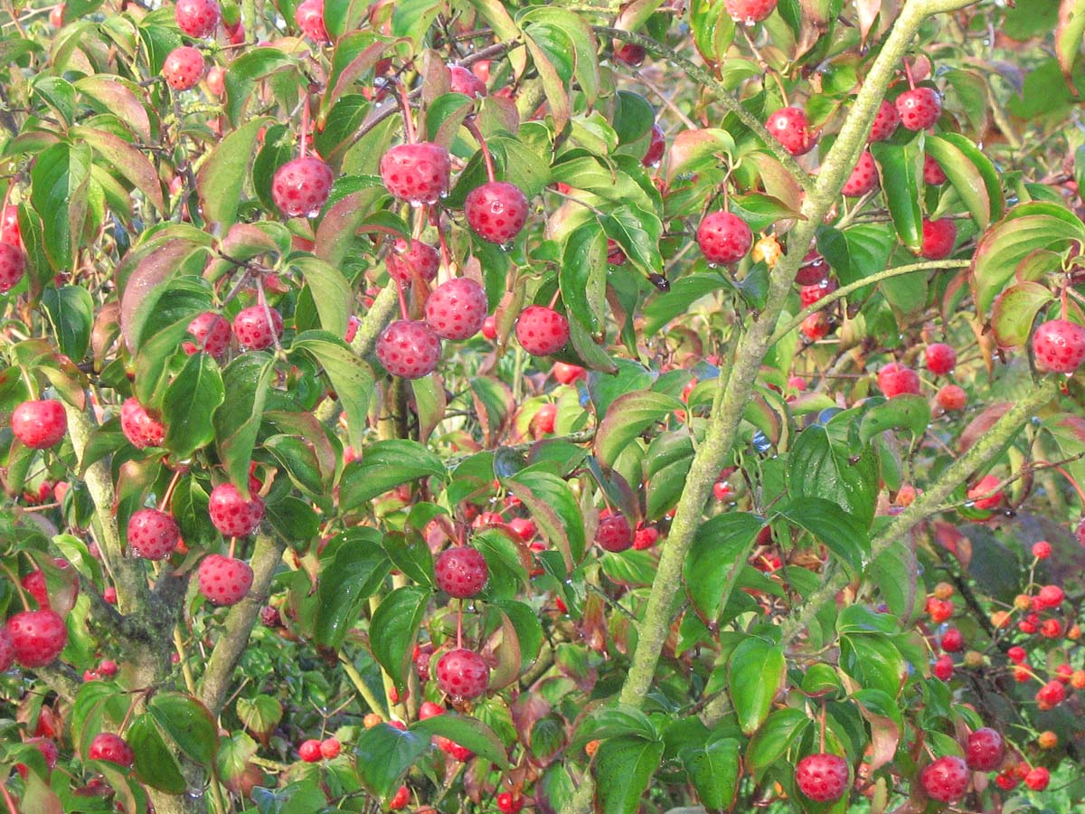 Cornus kousa op stam vrucht
