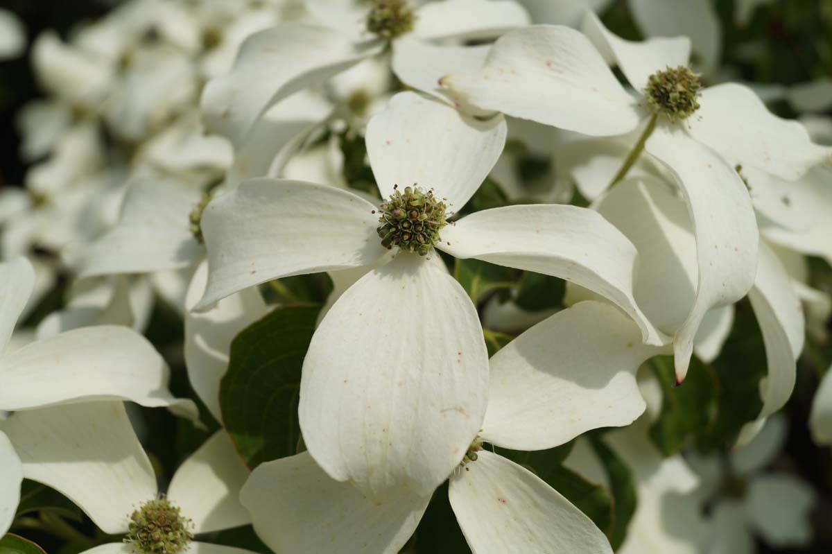 Cornus kousa 'China Girl' op stam