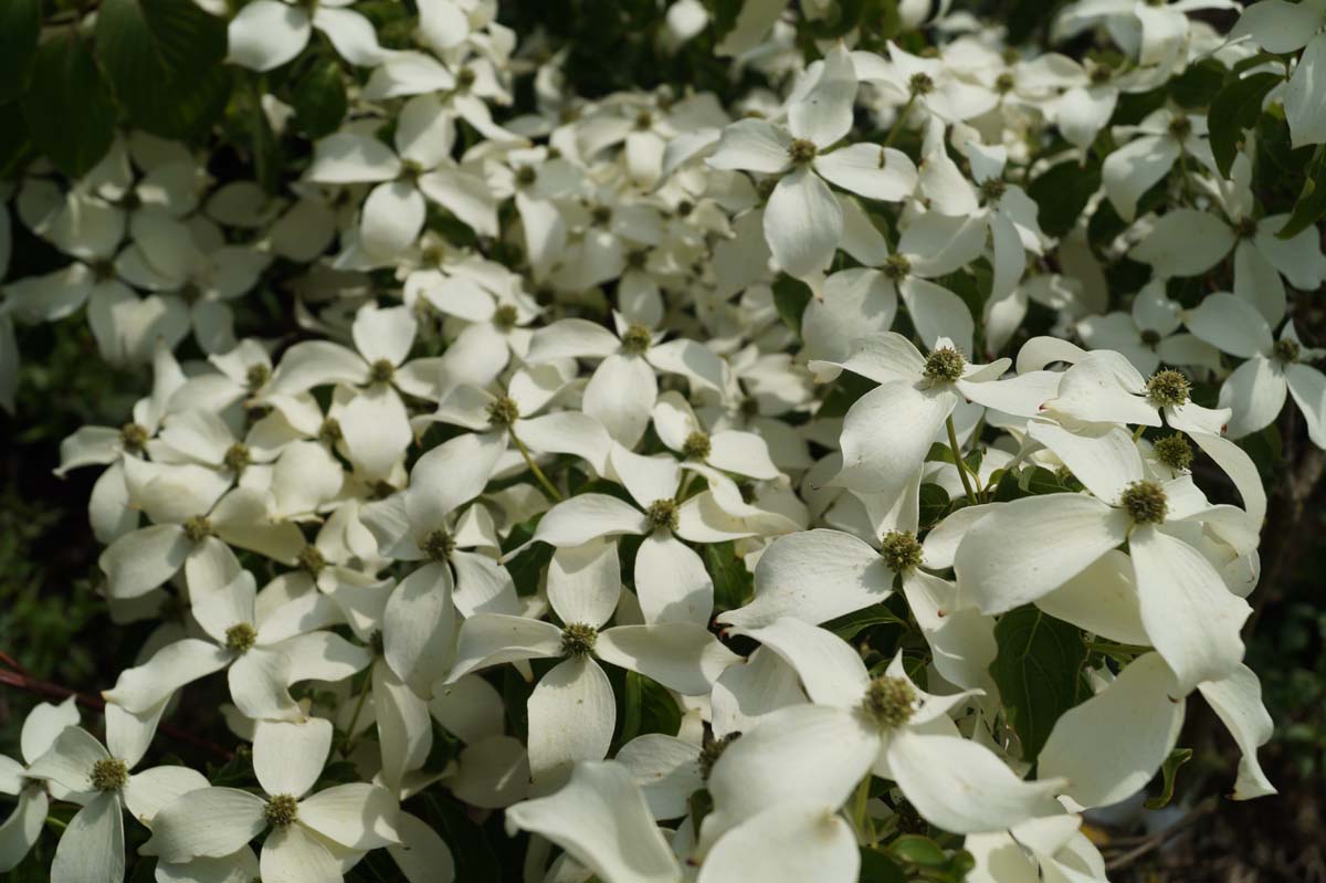 Cornus kousa 'China Girl' meerstammig / struik
