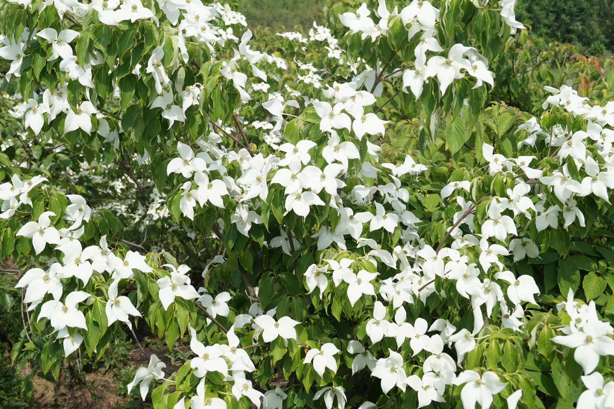 Cornus kousa 'China Girl' op stam