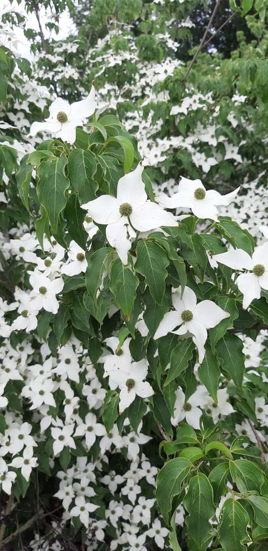 Cornus kousa 'Milky Way' solitair bloesem