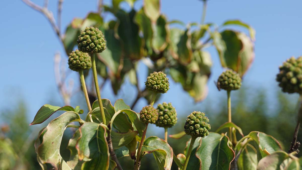 Cornus kousa 'Milky Way' Tuinplanten vrucht