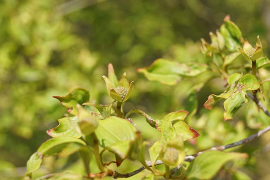 Cornus 'Norman Hadden' solitair