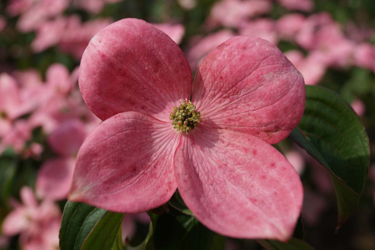 Cornus kousa 'Satomi' solitair bloem