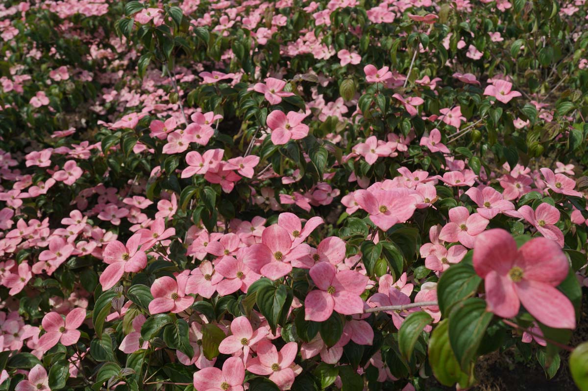 Cornus kousa 'Satomi' Tuinplanten bloesem
