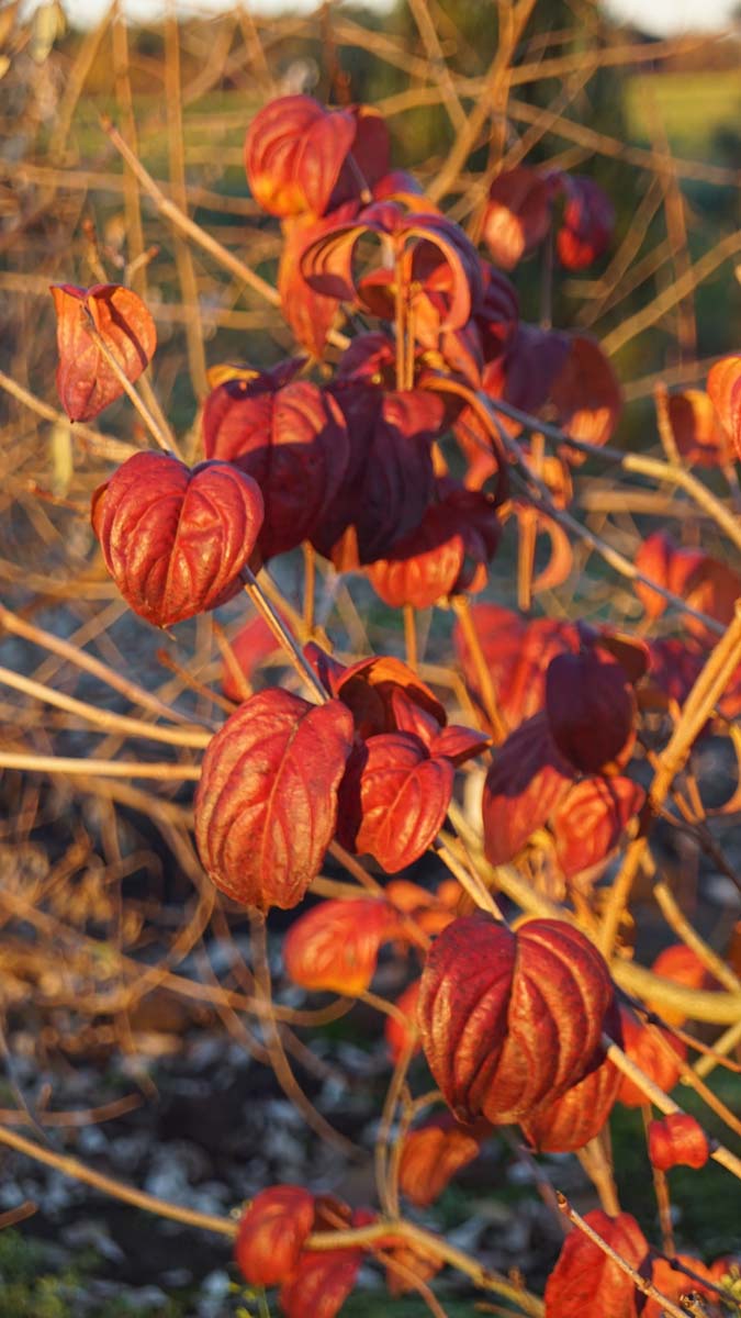 Cornus kousa 'Satomi' meerstammig / struik blad