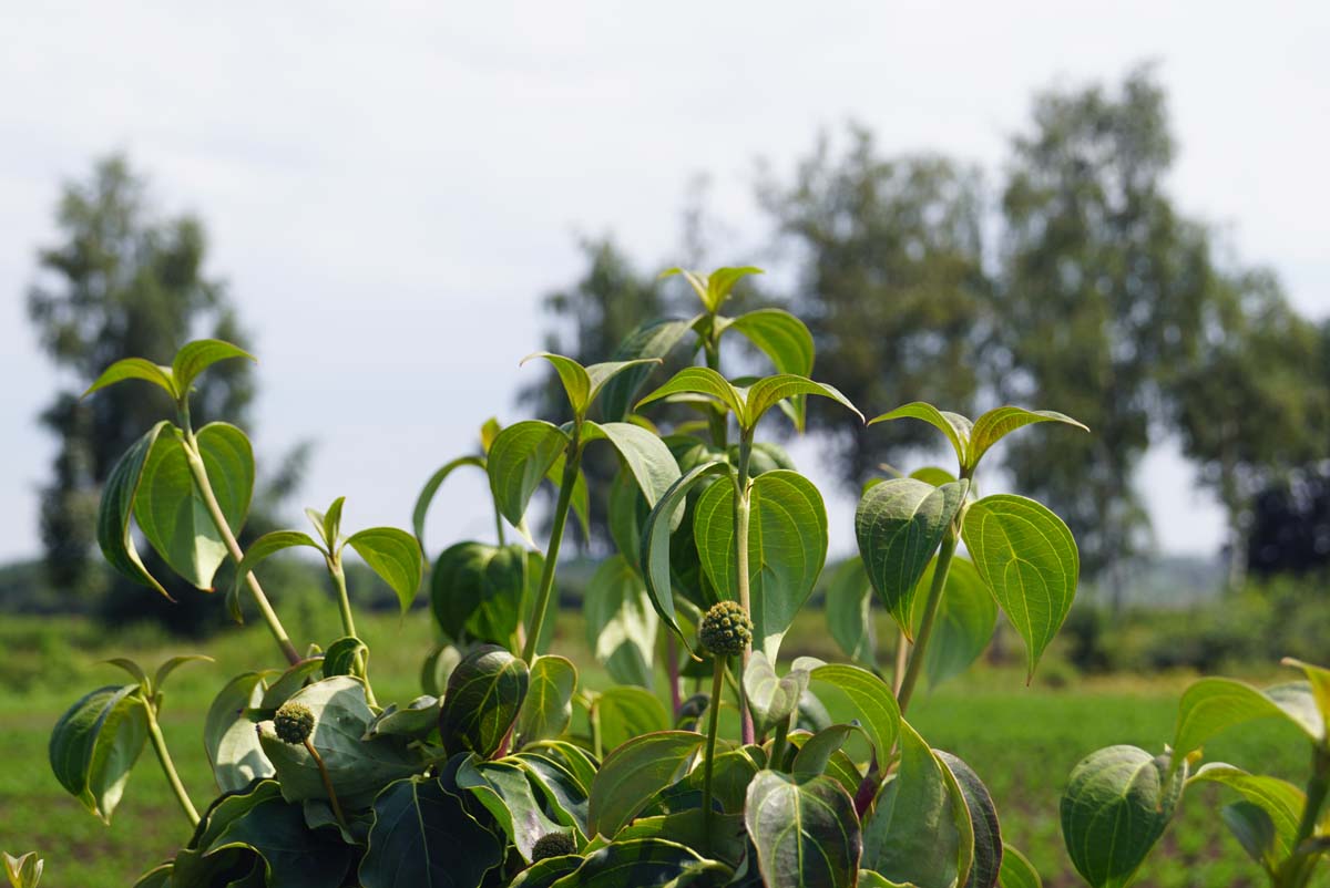Cornus kousa 'Schmetterling' solitair vrucht