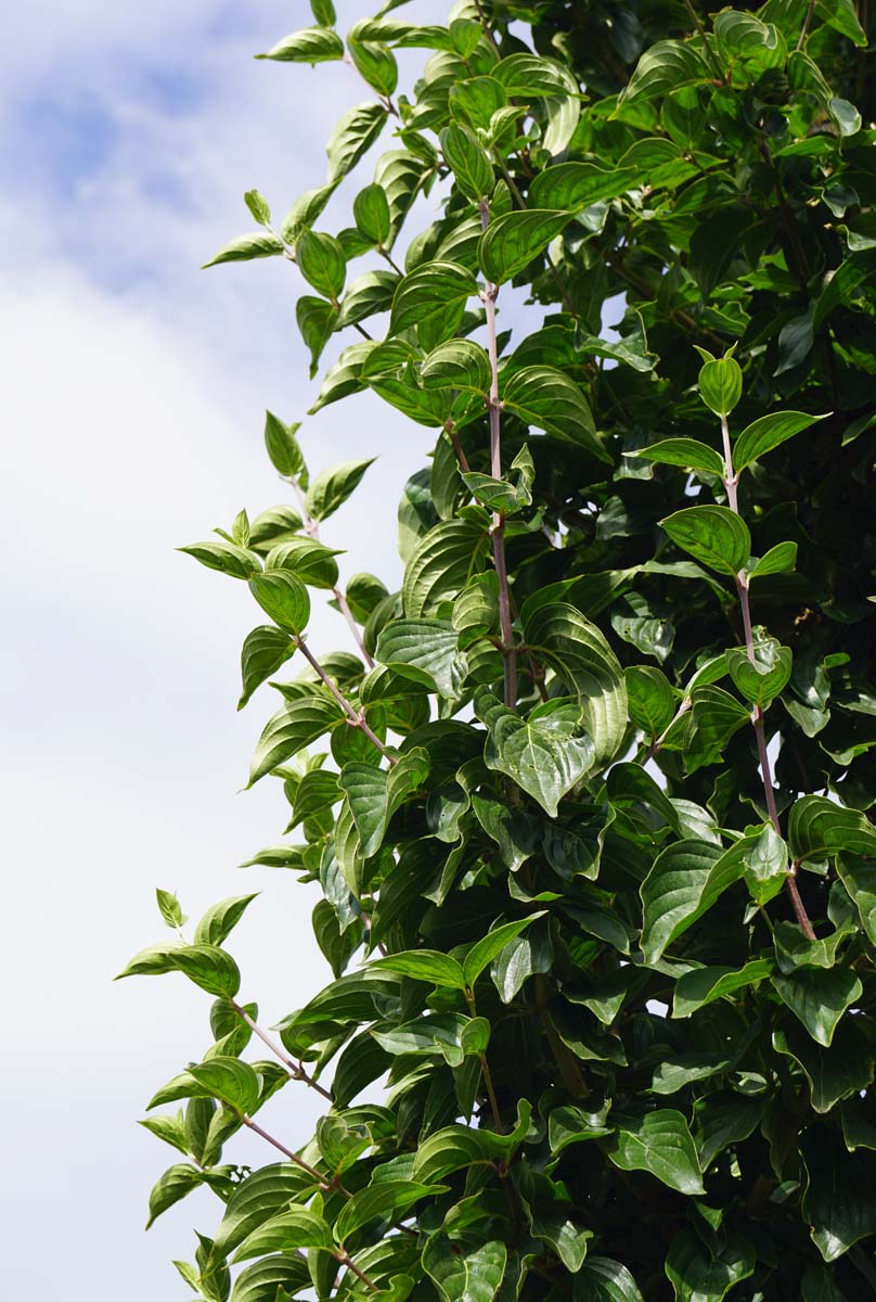 Cornus mas 'Golden Glory' Tuinplanten