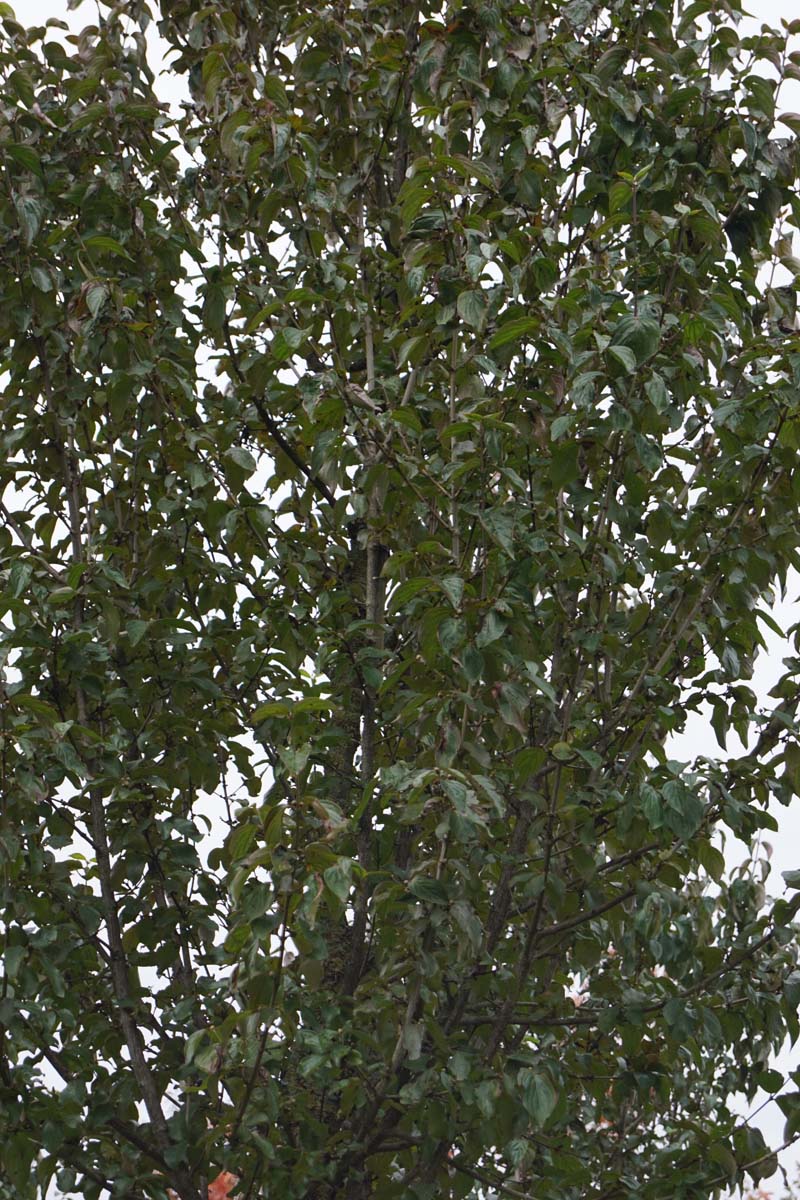 Cornus mas 'Golden Glory' op stam