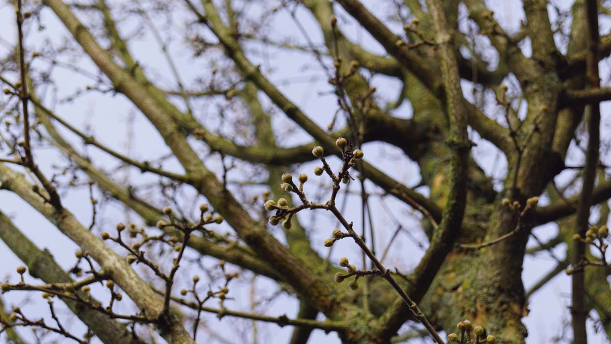 Cornus mas 'Golden Glory' Tuinplanten