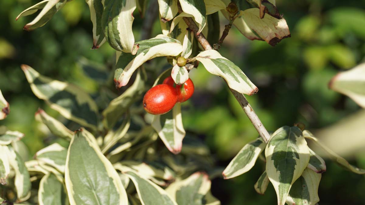 Cornus mas 'Variegata' meerstammig / struik vrucht
