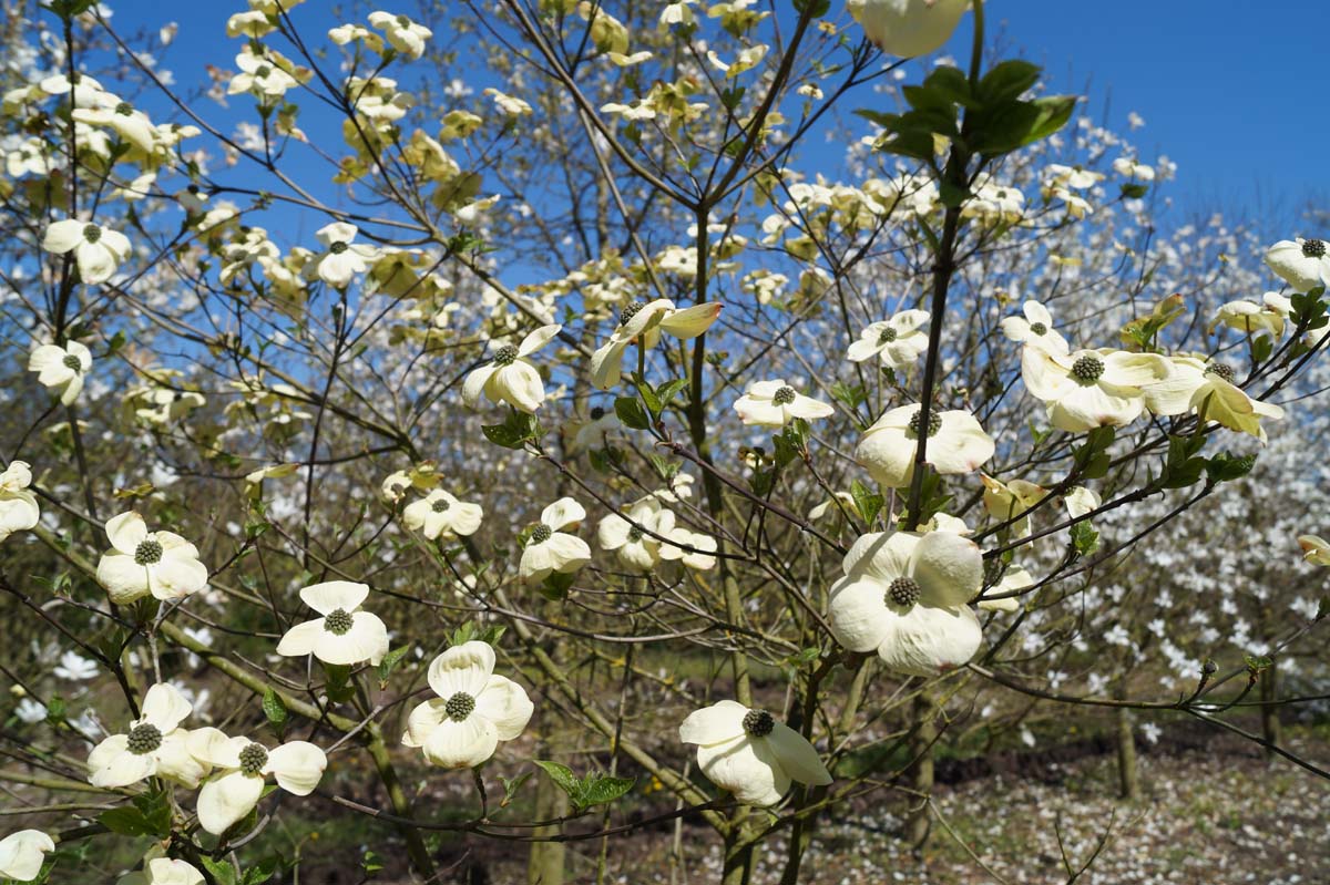 Cornus nuttallii Tuinplanten