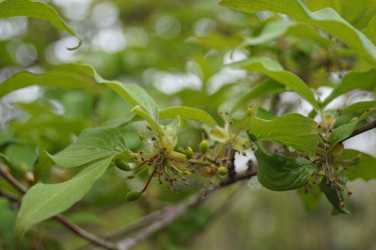 Cornus officinalis op stam blad