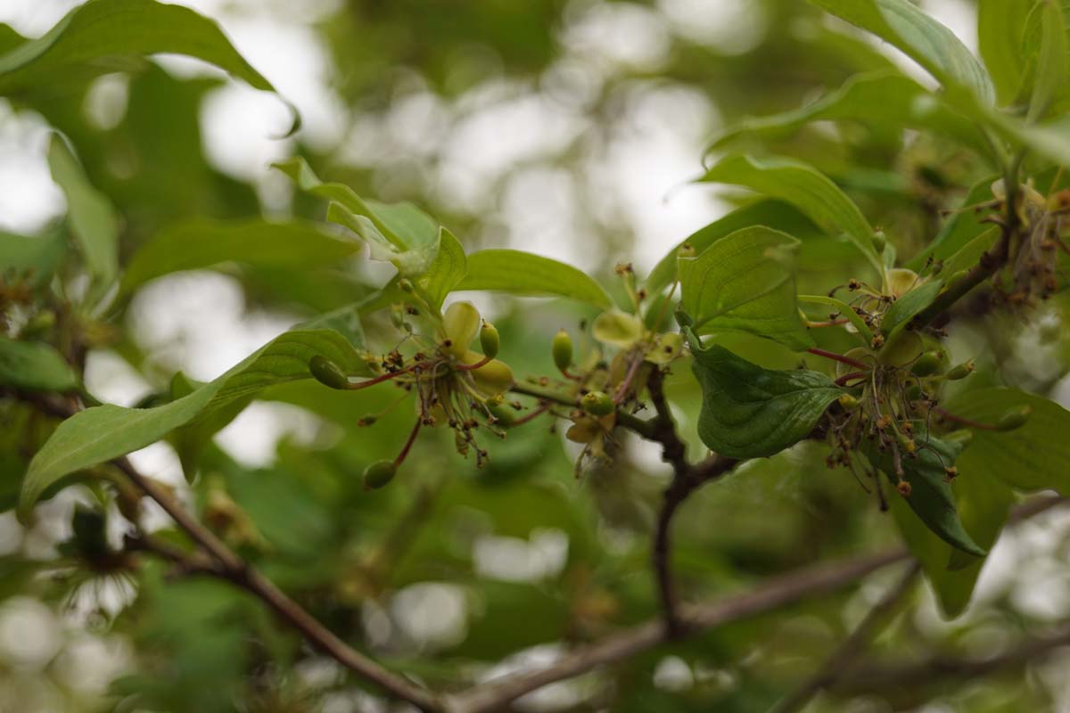Cornus officinalis meerstammig / struik blad