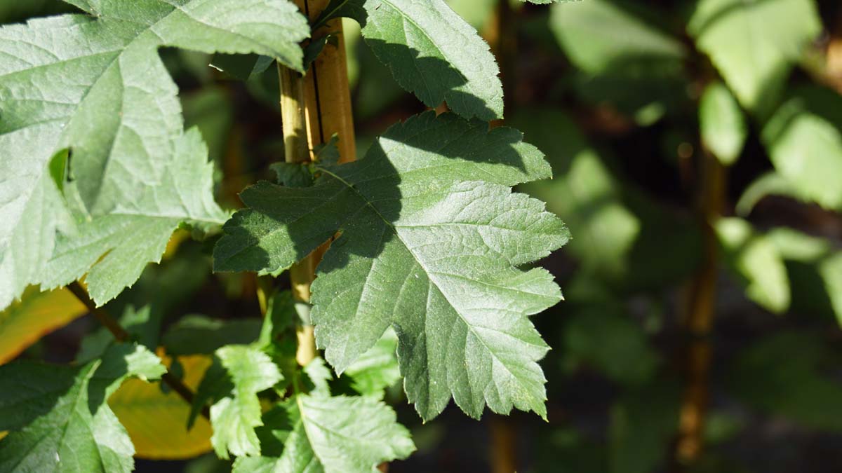 Crataegus chlorosarca Tuinplanten