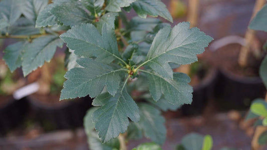 Crataegus grignonensis Tuinplanten
