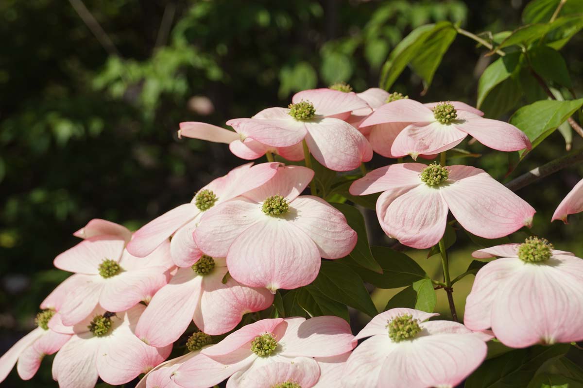 Cornus 'Rutgan' op stam bloesem