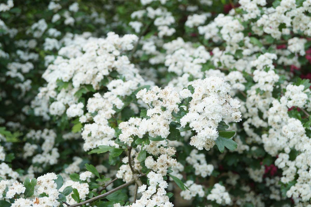 Crataegus laevigata 'Plena' op stam bloesem