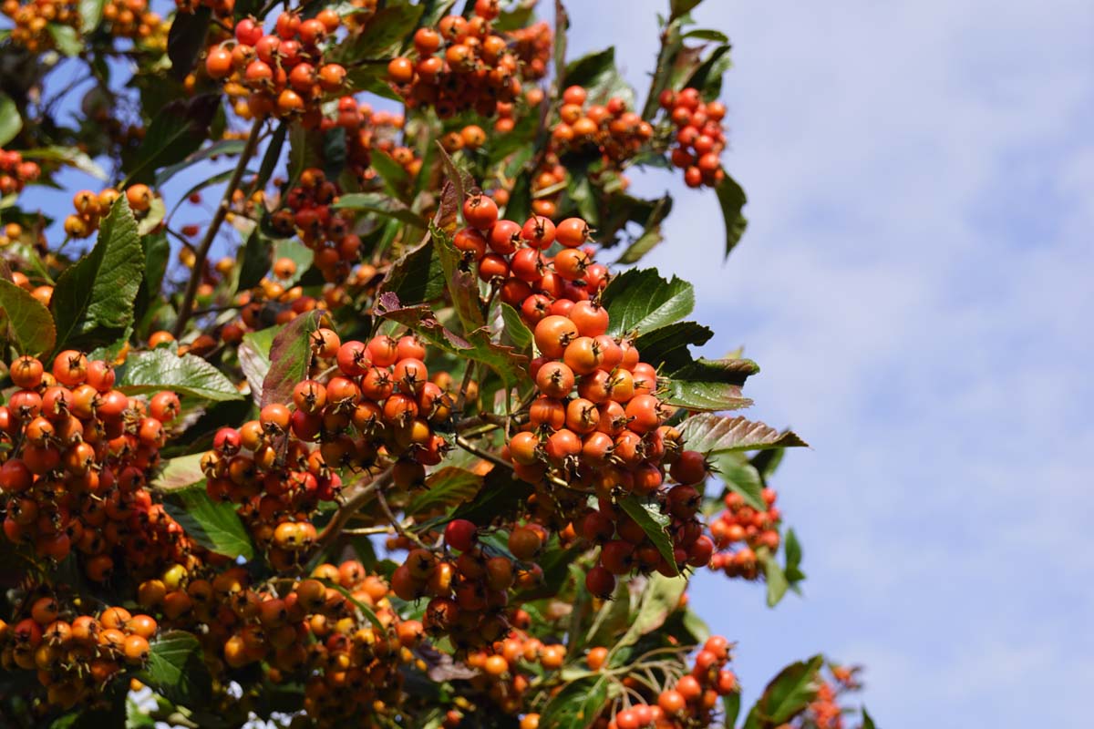Crataegus lavalleei meerstammig / struik