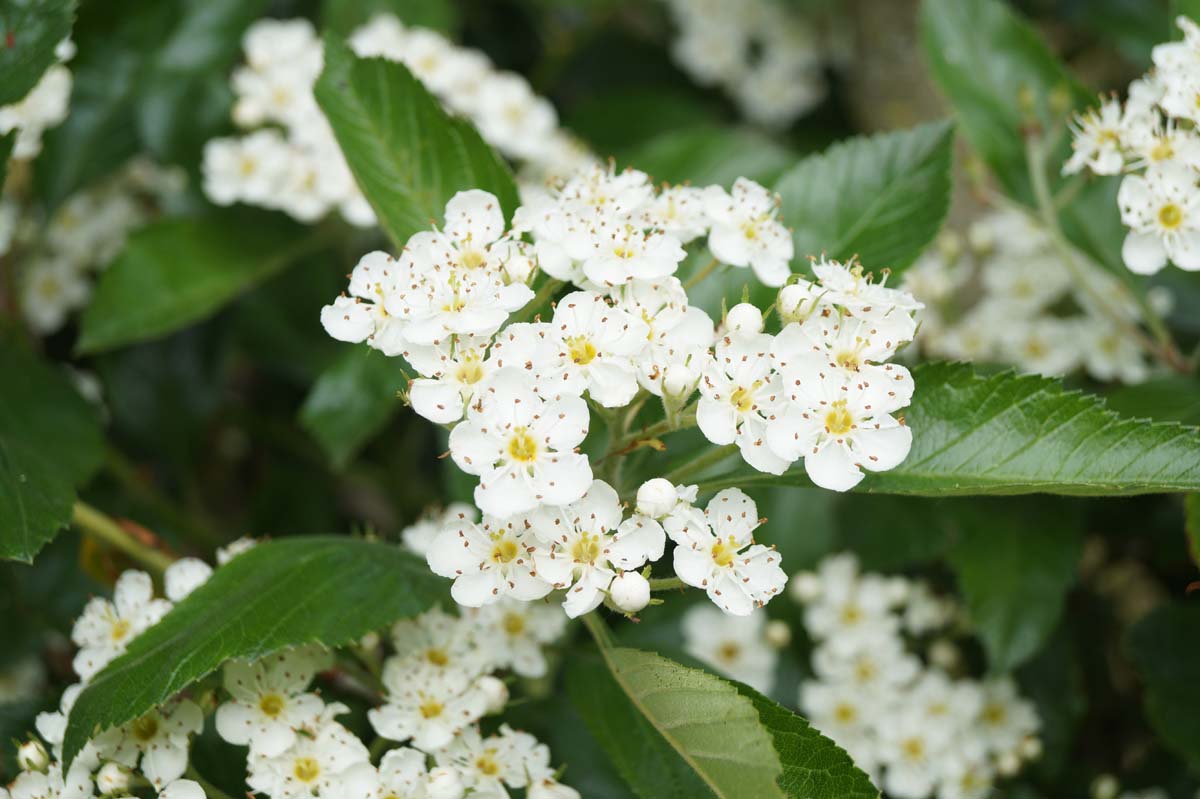 Crataegus lavalleei 'Carrierei' haagplant bloem