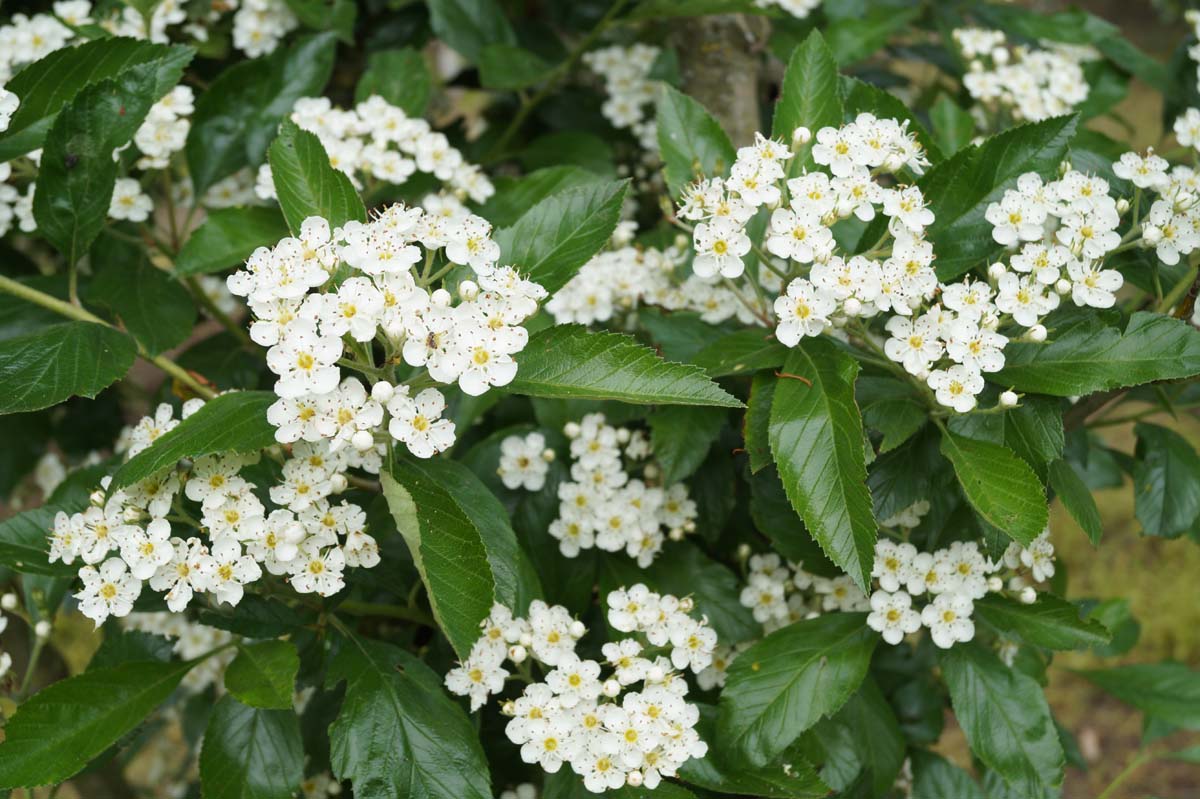 Crataegus lavalleei 'Carrierei' Tuinplanten bloem