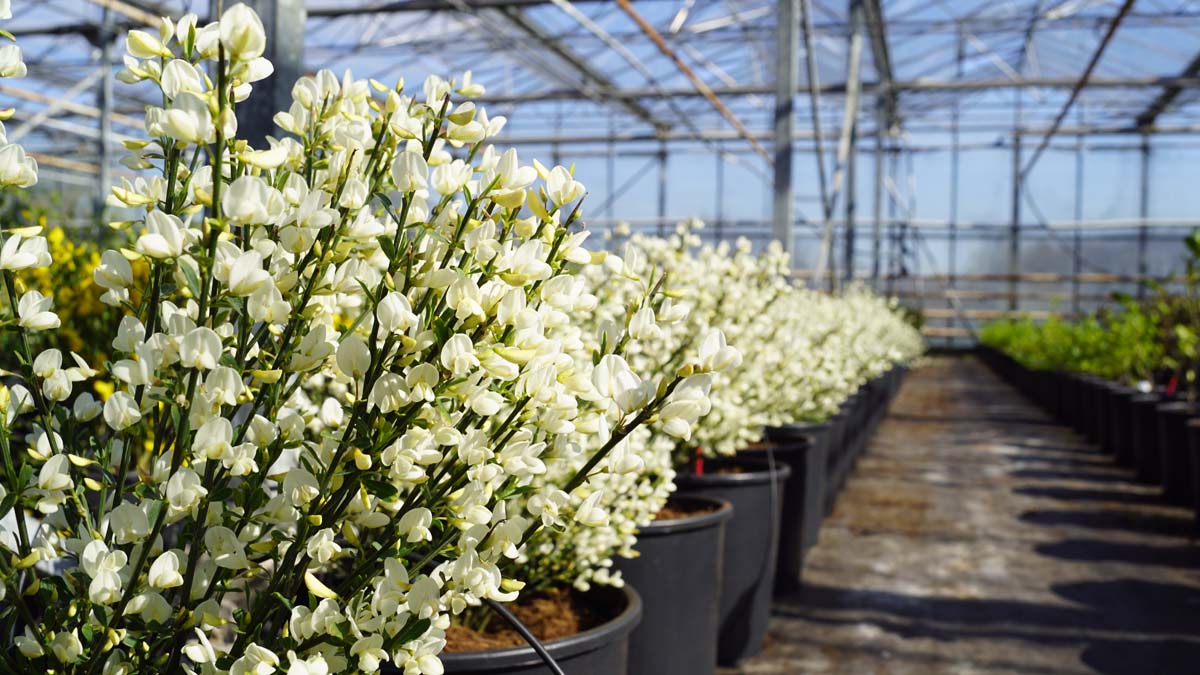 Cytisus praecox 'Albus'