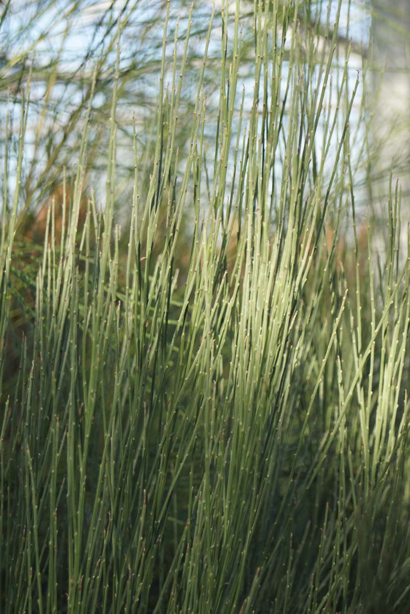 Cytisus praecox 'Albus'