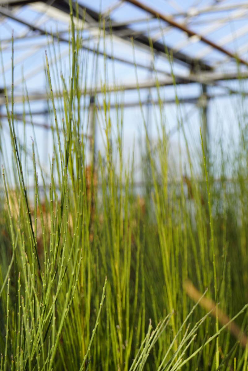 Cytisus praecox 'Albus'
