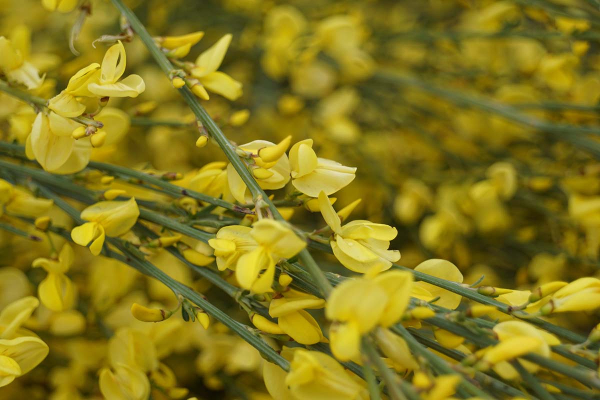 Cytisus praecox 'Allgold' meerstammig / struik