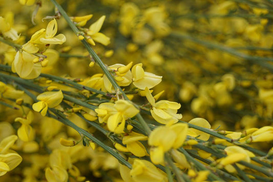 Cytisus praecox 'Allgold' meerstammig / struik