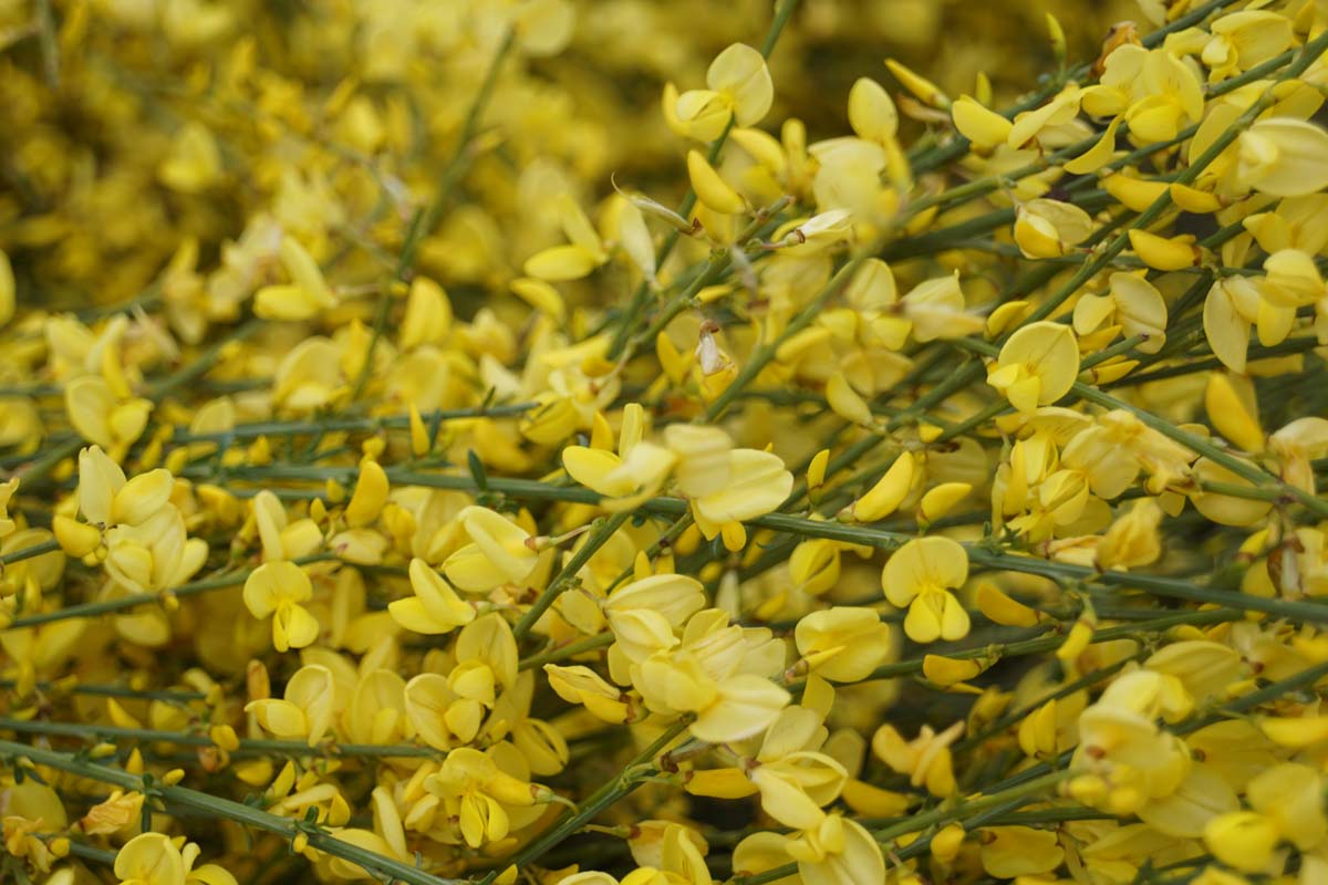 Cytisus praecox 'Allgold' meerstammig / struik
