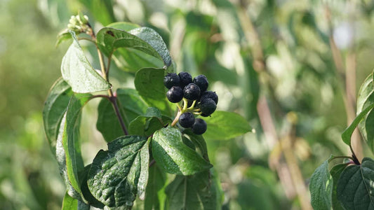 Cornus sanguinea solitair