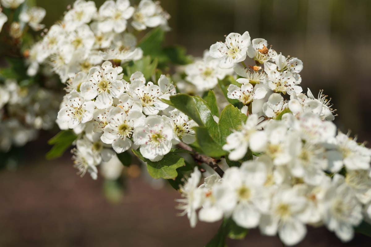 Crataegus monogyna op stam bloem