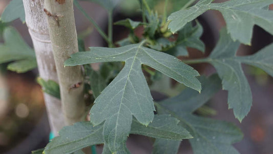 Crataegus monogyna 'Compacta' op stam