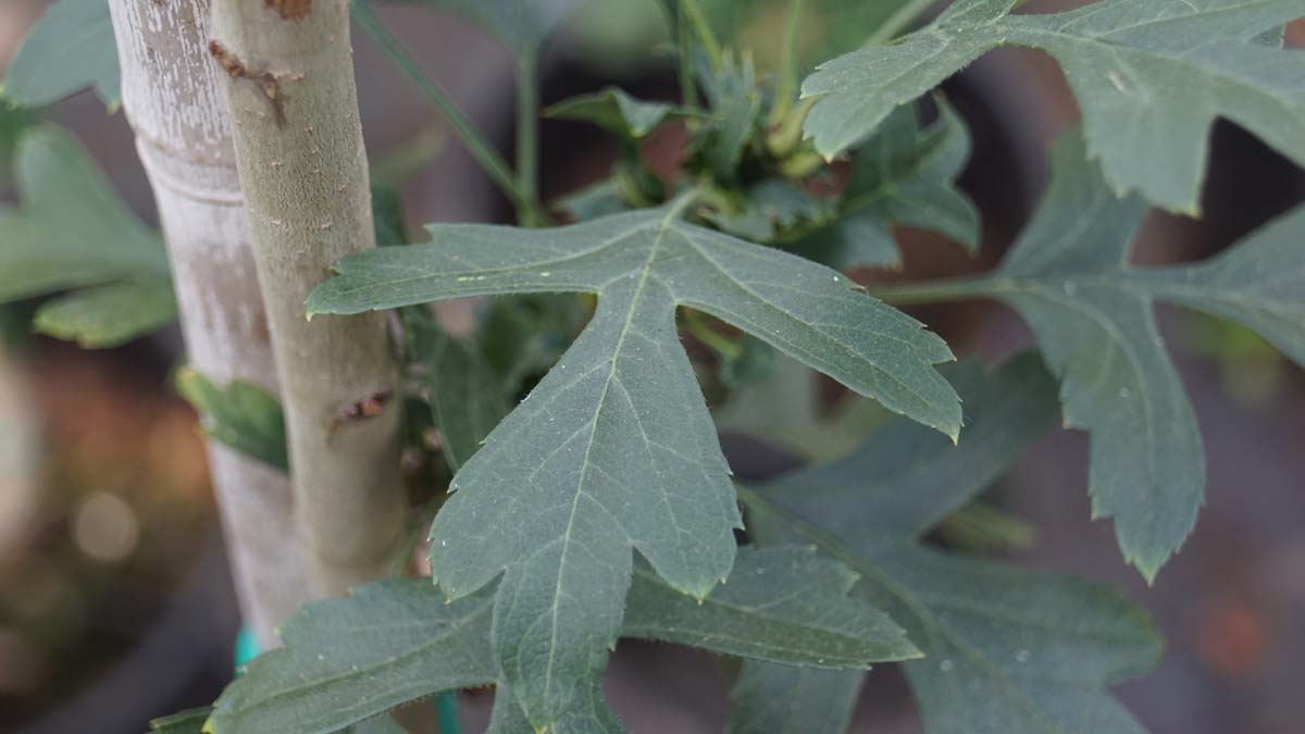 Crataegus monogyna 'Compacta' op stam