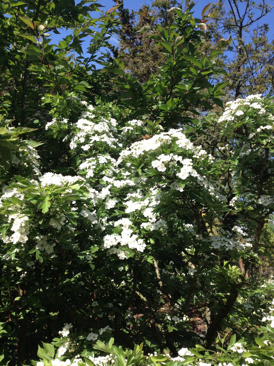 Crataegus monogyna 'Compacta' solitair