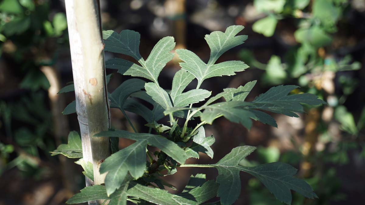 Crataegus monogyna 'Compacta' op stam