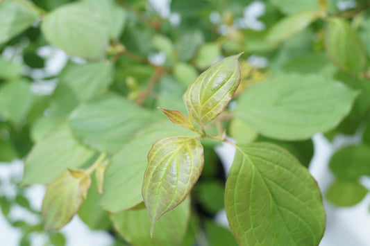 Cornus sanguinea 'Midwinter Fire' haagplant