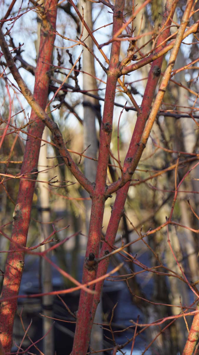 Cornus sanguinea 'Midwinter Fire' Tuinplanten