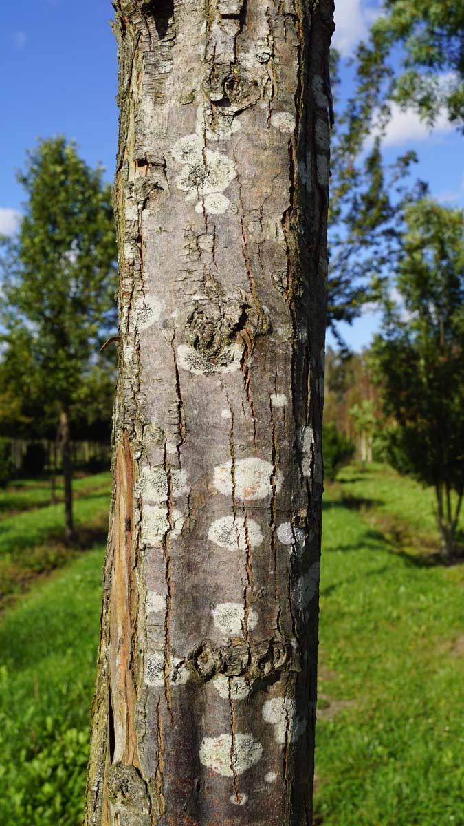 Crataegus monogyna 'Stricta' haagplant bast